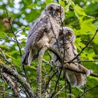 Waldohreulen im Garten Junge