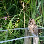 Waldohreulen in unserem Garten (1)