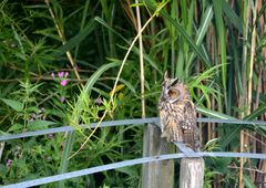 Waldohreulen in unserem Garten (1)