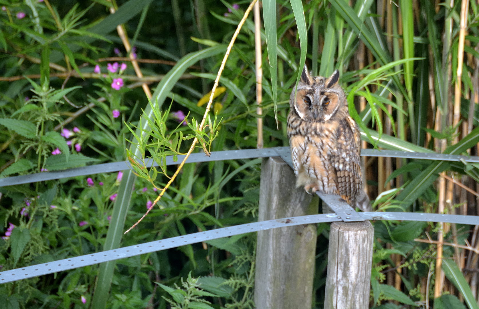 Waldohreulen in unserem Garten (2)