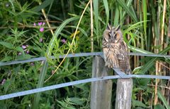 Waldohreulen in unserem Garten (2)