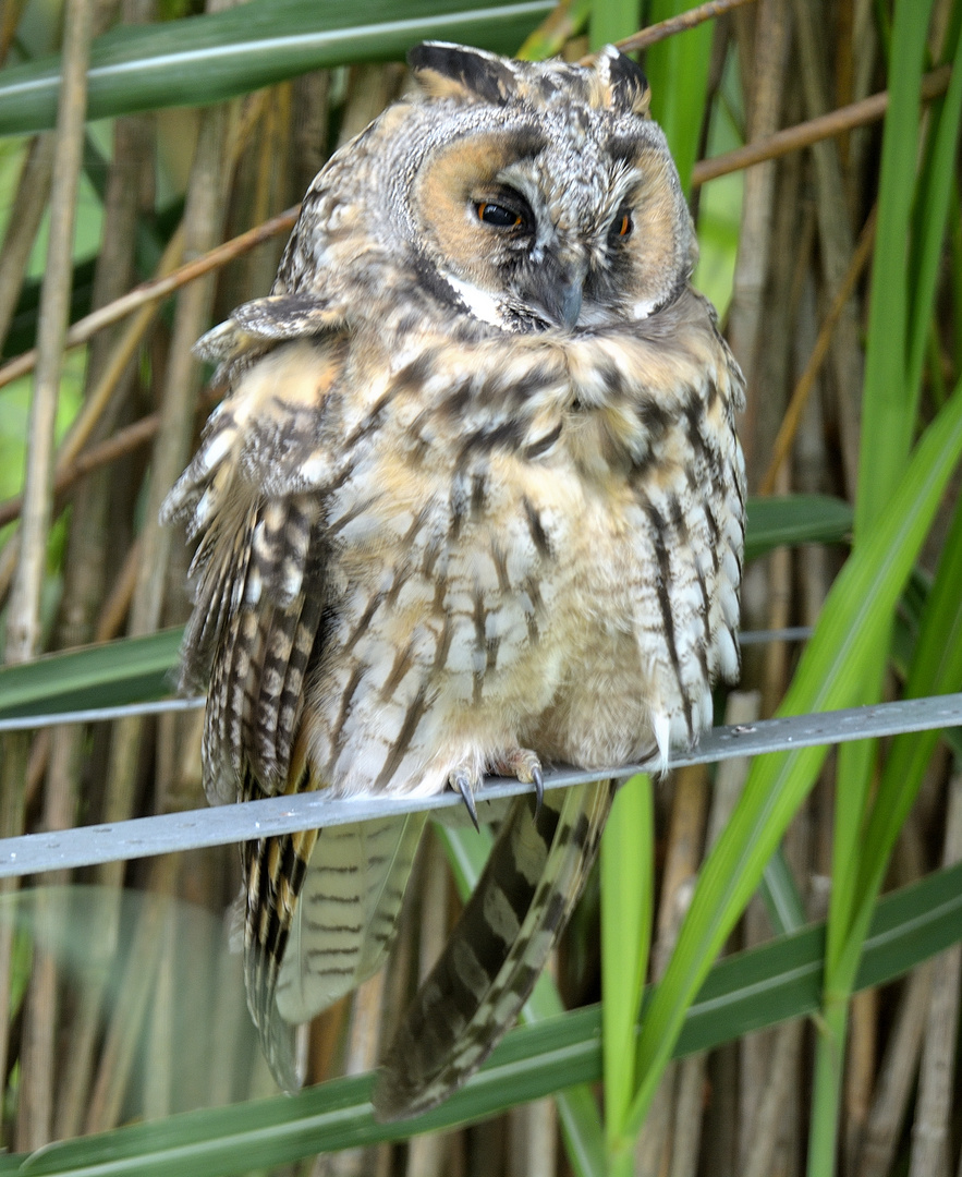 Waldohreulen in unserem Garten (4) Foto & Bild tiere, wildlife, wild