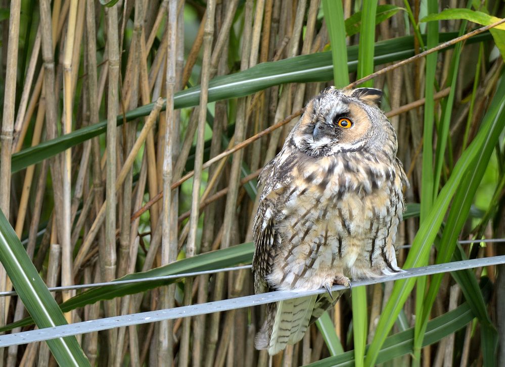 Waldohreulen in unserem Garten (5)