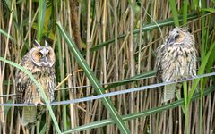 Waldohreulen in unserem Garten (6)