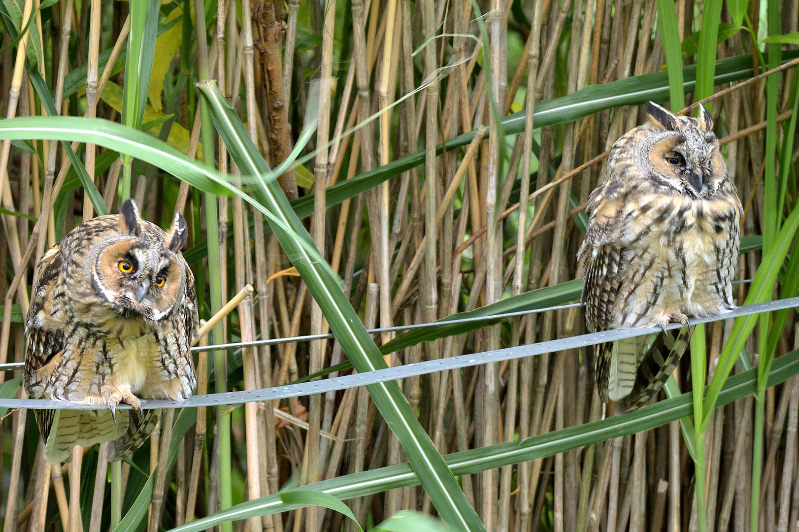 Waldohreulen in unserem Garten (7)