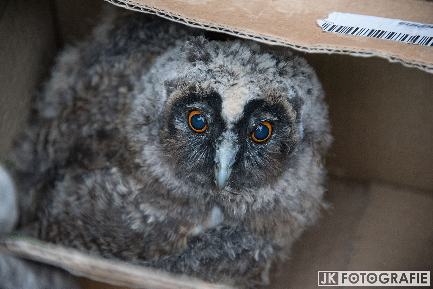 Waldohreulen-Jungtier aus dem Nest gefallen - Transport