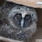 Waldohreulen-Jungtier aus dem Nest gefallen - Transport