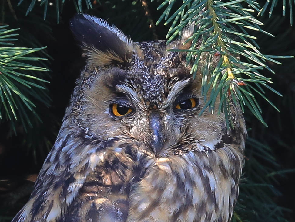 Waldohreulenportrait...... mit verkniffenem Blick