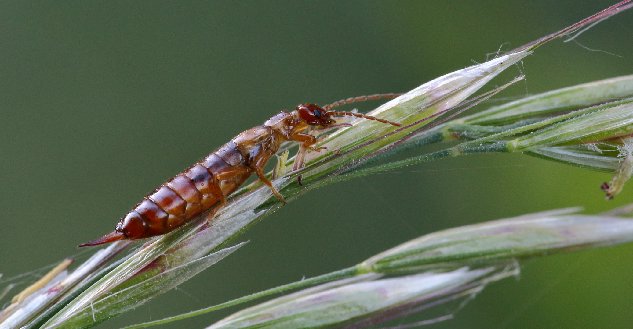 Waldohrwurm/ Chelidura acanthopygia  beim Frühstück