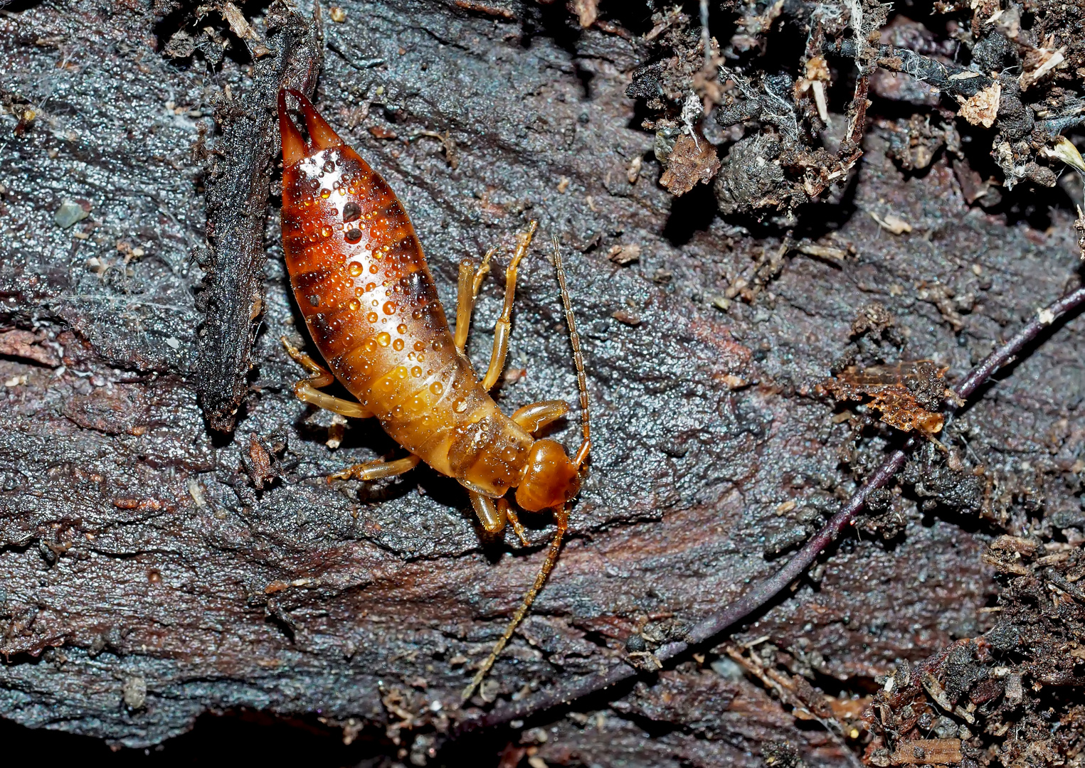 Waldohrwurm, ein Weibchen - Une femelle de perce-oreille...