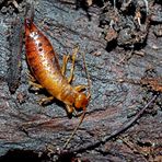 Waldohrwurm, ein Weibchen - Une femelle de perce-oreille...