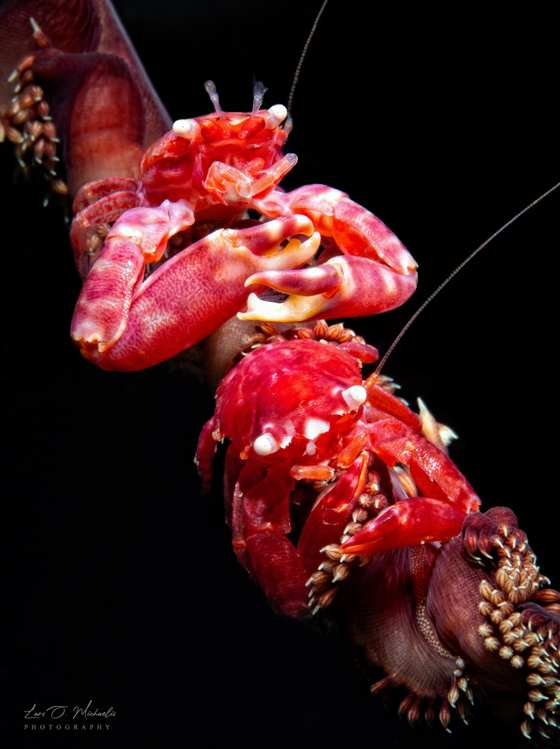 Waldorf und Statler Foto & Bild world, natur, tiere Bilder auf