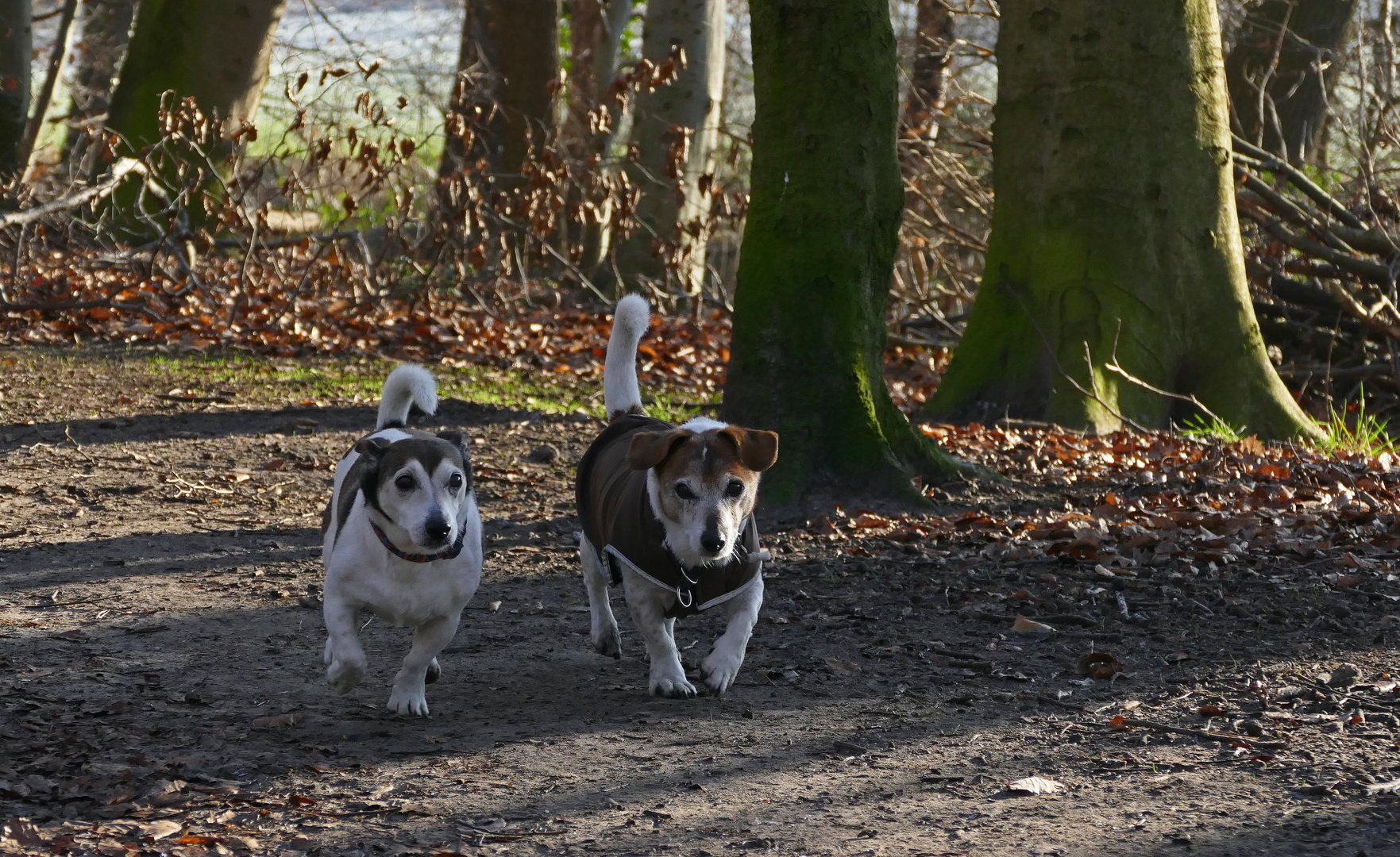 Waldorf und Statler...