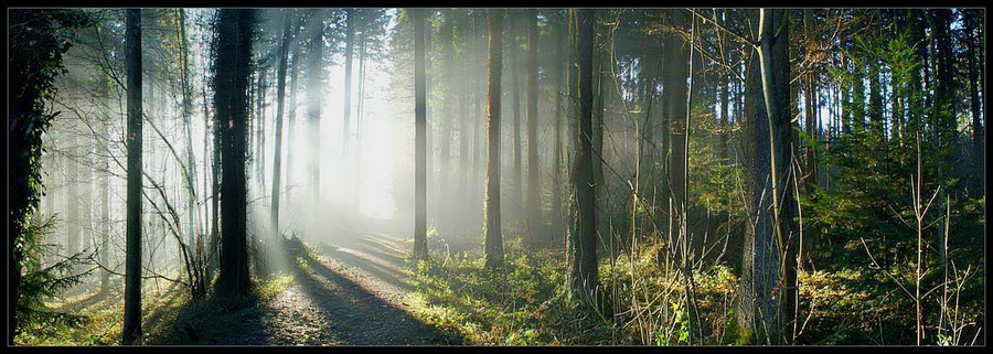 Waldpanorama