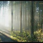 Waldpanorama