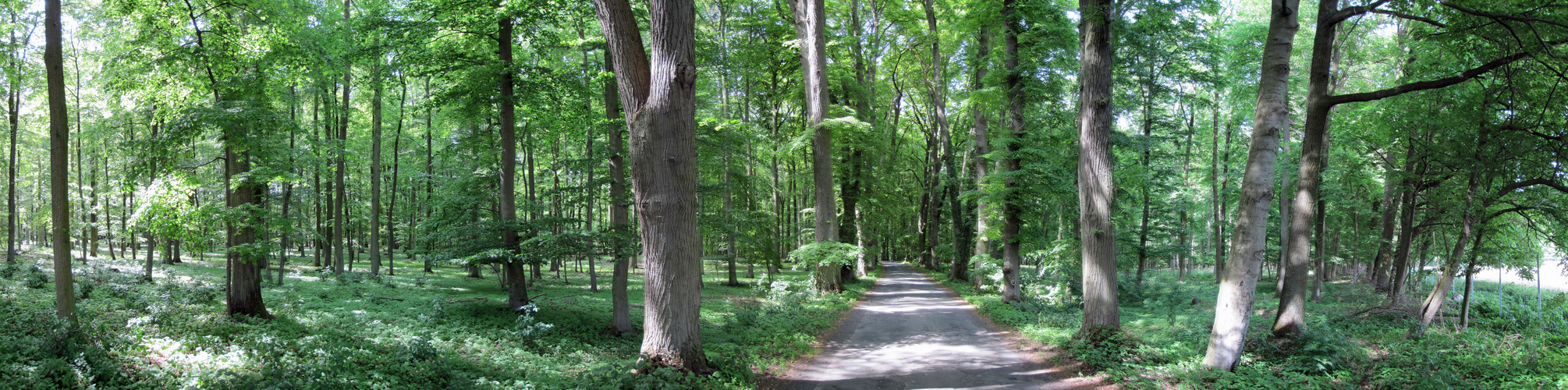 Waldpanorama