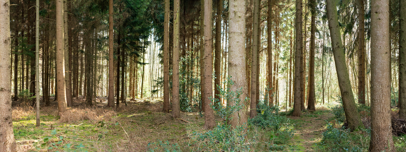 Waldpanorama