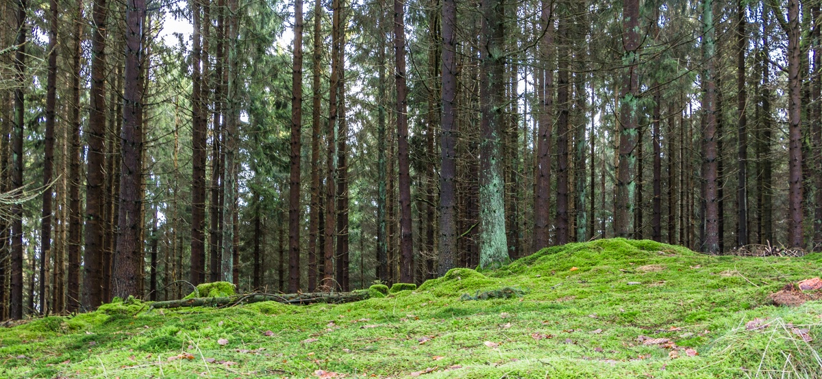 Waldpanorama