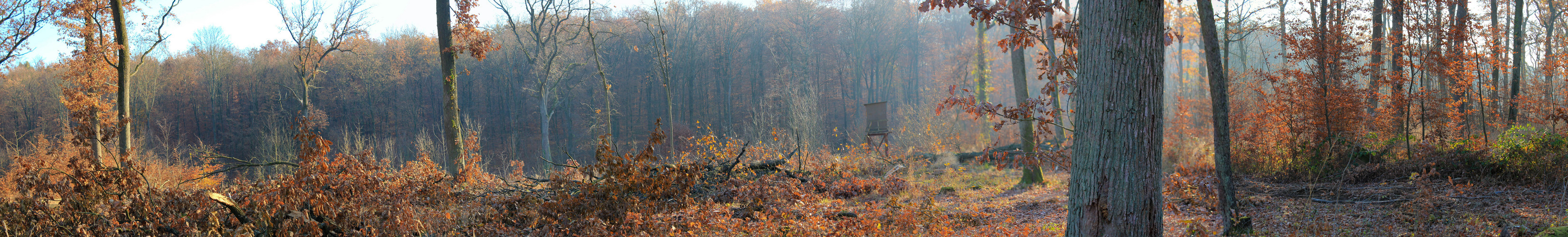 Waldpanorama