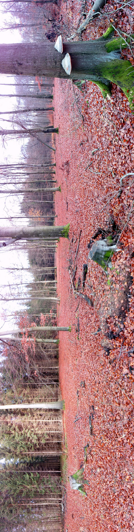 Waldpanorma Herbst