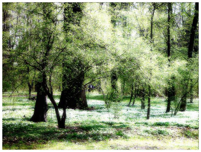 Waldpark in Dresden Blasewitz