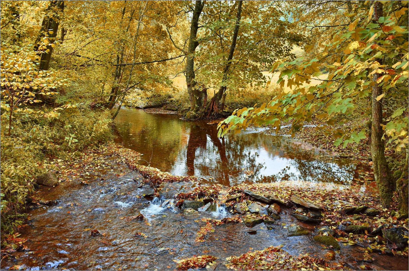 Waldpartie am Fluss