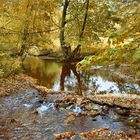 Waldpartie am Fluss