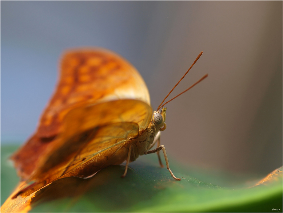 Waldperle...