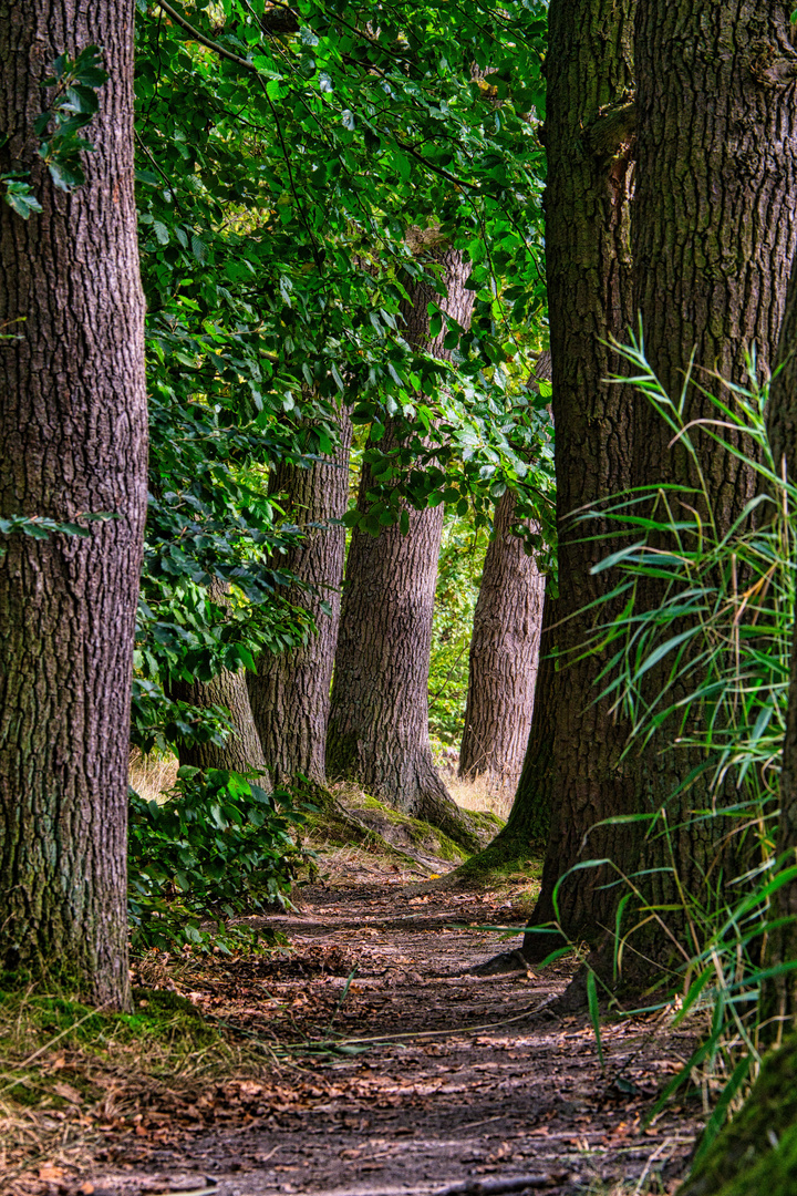 Waldpfad am Laacher See