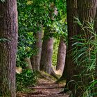 Waldpfad am Laacher See