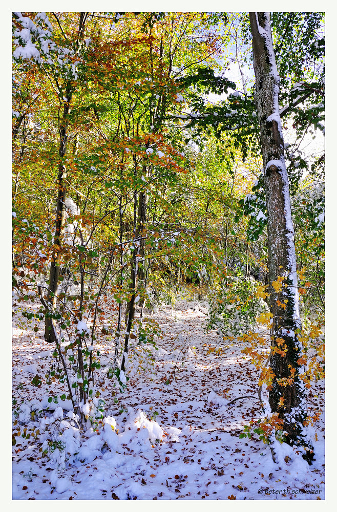 Waldpfad im Herbst