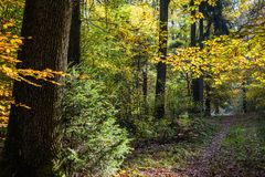 Waldpfad im Herbstkleid