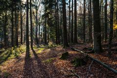 Waldpfad im Herbstlicht (2)