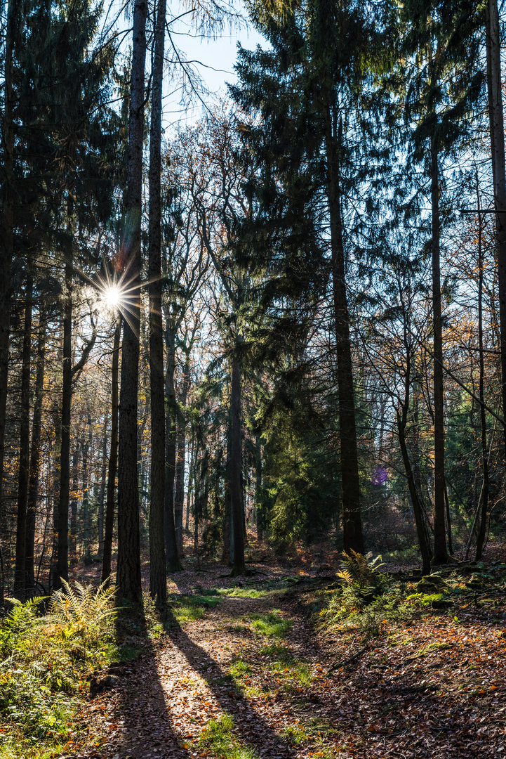 Waldpfad im Herbstlicht