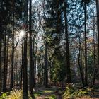 Waldpfad im Herbstlicht