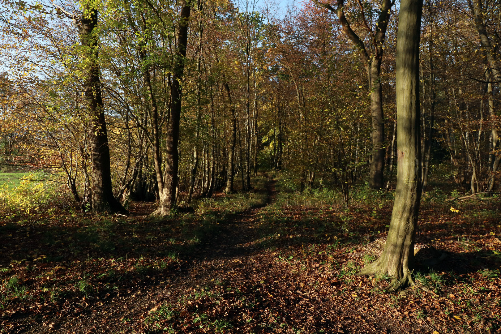 Waldpfad im Licht