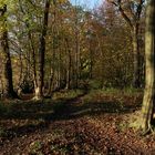 Waldpfad im Licht