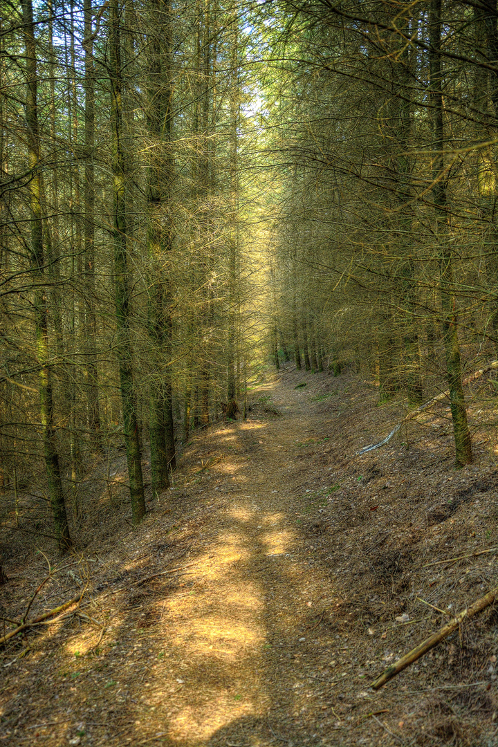 Waldpfad im März