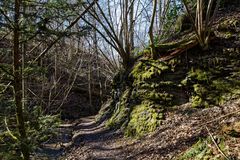 Waldpfad im Mittagslicht