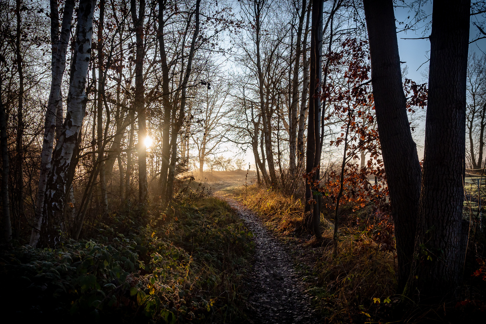 Waldpfad im Morgenlicht