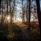 Waldpfad im Morgenlicht