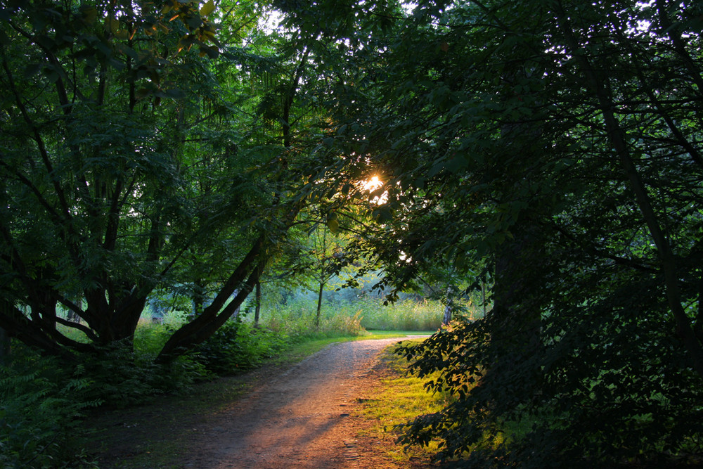 Waldpfad im Sonnenuntergang