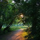 Waldpfad im Sonnenuntergang