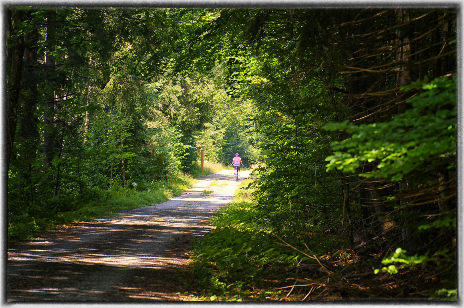 Waldpfad mit sonniger Lichtung