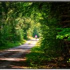 Waldpfad mit sonniger Lichtung