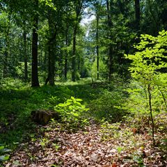 Waldpfad mit ungewissem Ende