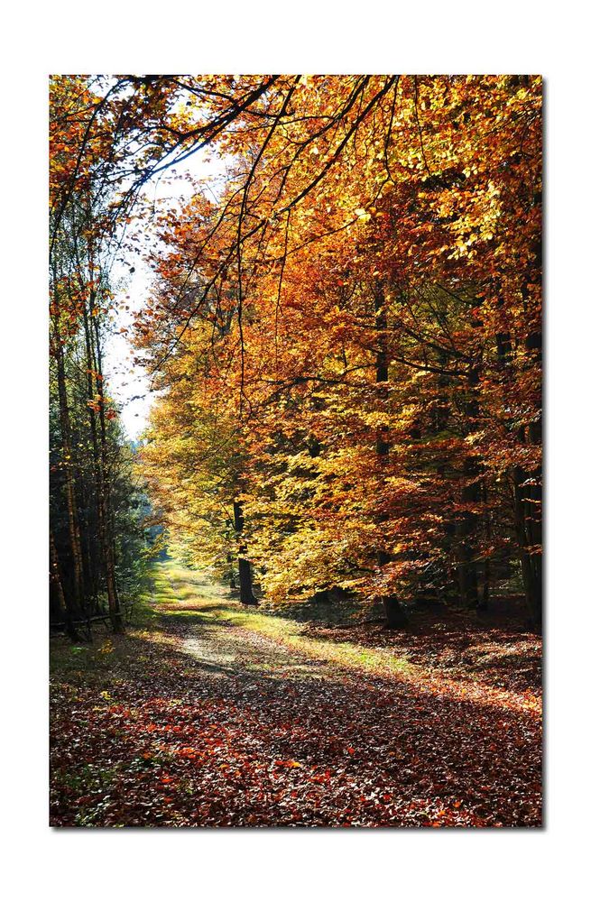 Waldpfade im Herbst