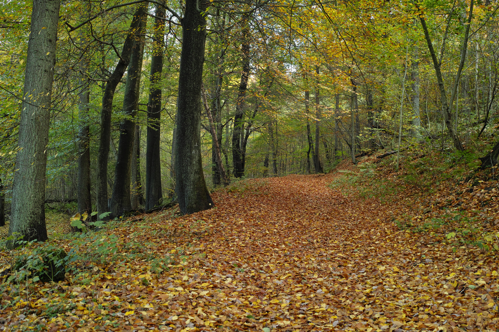 Waldpfade Teil 1