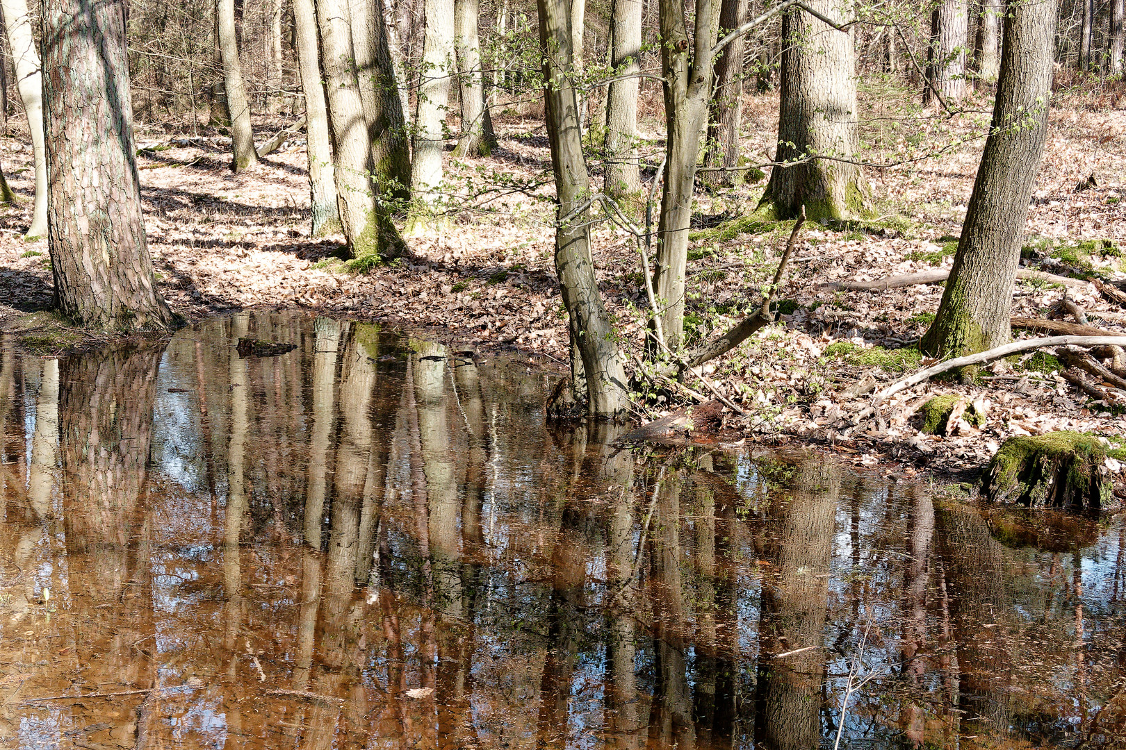 Waldpfütze