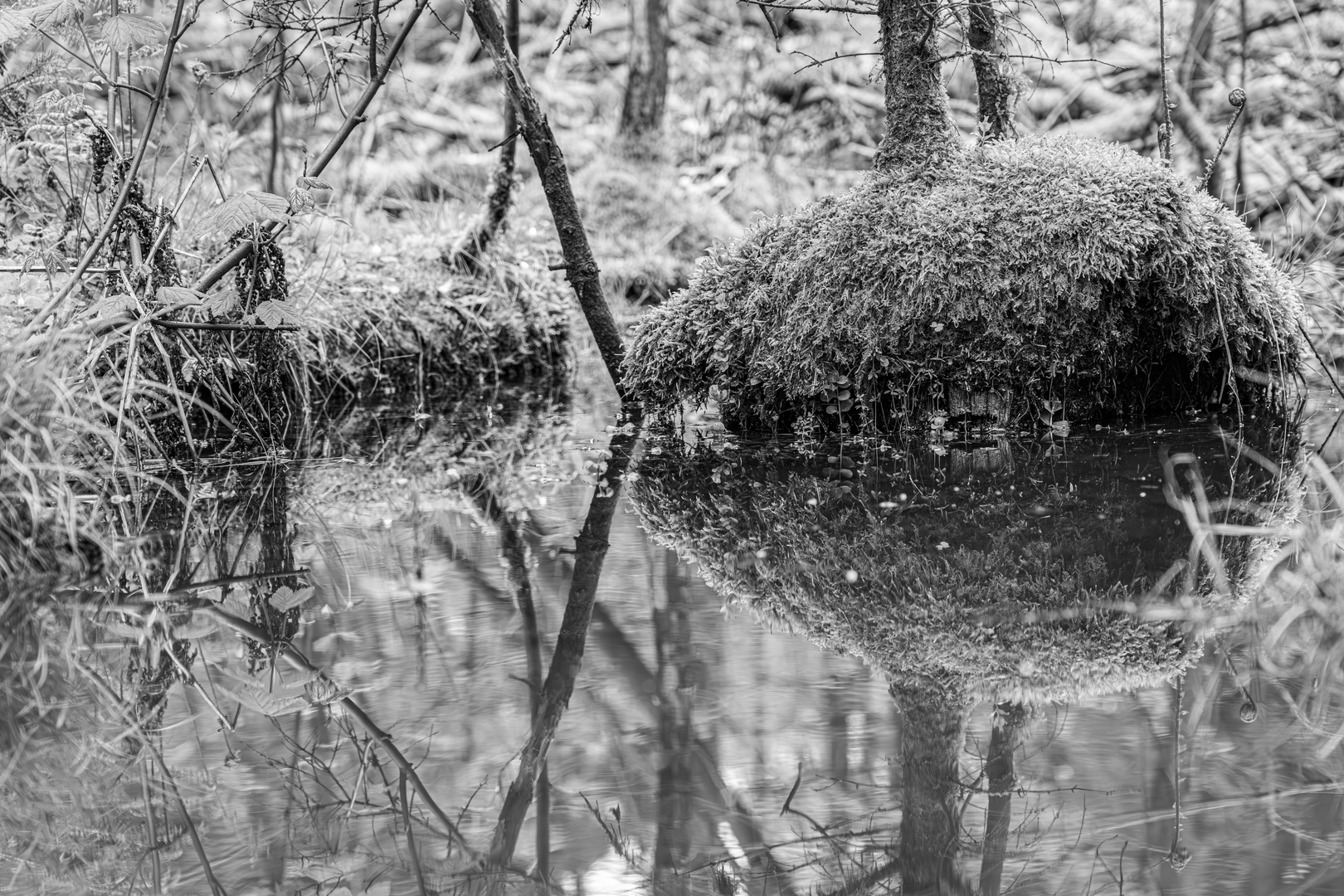 Waldpfützenspiegelung